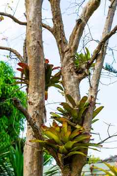 凤梨科植物树埃希米亚缠着古兹马尼亚缸植物clingin