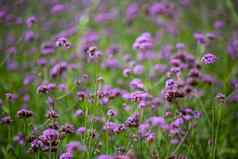 马鞭草属博纳里恩西斯花紫色的花模糊背景
