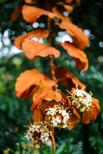 金叶子紫荆花金黄色葡萄球菌花花园