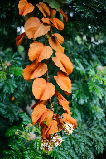 金叶子紫荆花金黄色葡萄球菌花花园