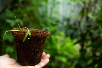 中国人水旋花植物水旋花植物沼泽早....<strong>荣耀</strong>水早....<strong>荣耀</strong>花盆模糊花园背景