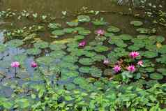 莲花花莲花叶子河