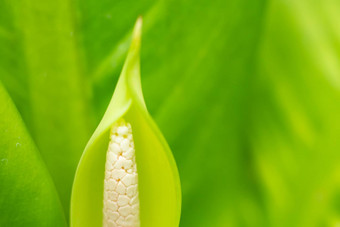 花叶万年青属花模糊花叶万年青属叶子关闭宏拍摄