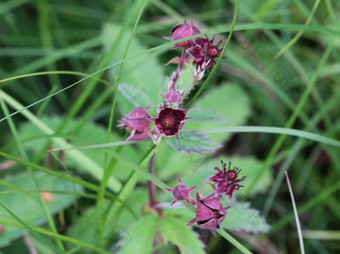 科马鲁姆palustre花紫色的marshlocks沼泽<strong>梅花</strong>形沼泽<strong>梅花</strong>形