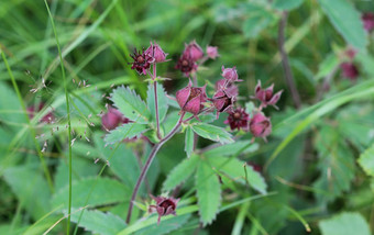 科马鲁姆palustre花紫色的marshlocks沼泽梅花形沼泽梅花形