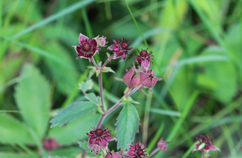 科马鲁姆palustre花紫色的marshlocks沼泽<strong>梅花</strong>形沼泽<strong>梅花</strong>形