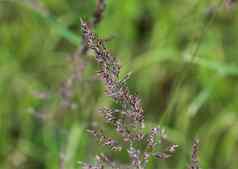 霍尔库斯伍尔图斯常见的的名字包括约克郡雾植绒的草草地软草