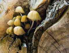 宏特写镜头集群木懒汉蘑菇秋天季节自然背景