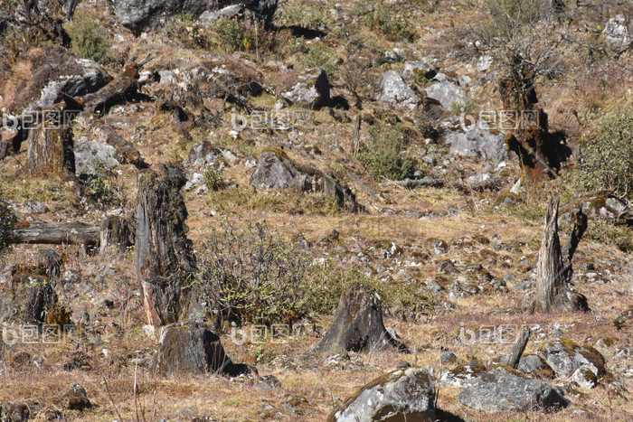 燃烧树树桩火燃烧森林树减少野生森林火自然