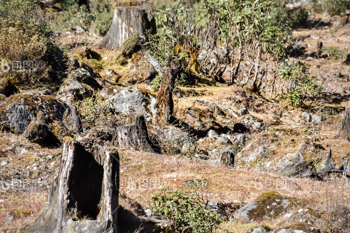 燃烧树树桩火燃烧森林树减少野生森林火自然