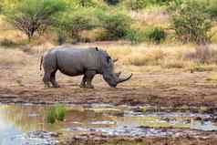白色犀牛匹兰斯堡南非洲Safari野生动物