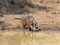 非洲猪疣猪南非洲Safari