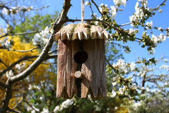鸟房子樱桃树