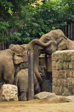分离家庭大象拥抱
