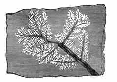 跟踪化石蕨类植物古董雕刻