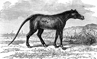 阿诺普罗哺乳动物厚皮类动物始新世期古董