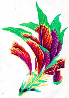 苋属植物Bicolor古董雕刻