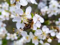 蜜蜂收集花蜜花白色盛开的苹果嗜酸apimellifera