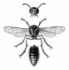 黄蜂大黄蜂视图划分部分古董英格