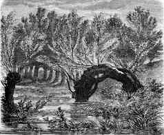 柳树生长结束堤坝卢瓦尔布卢瓦