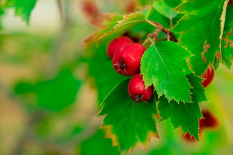 红色的山楂水果花园秋天