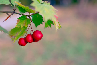 红色的<strong>山楂水果</strong>花园秋天