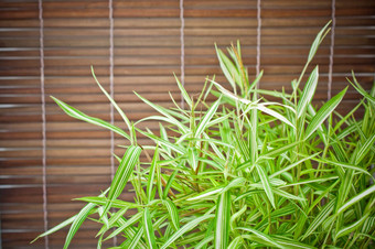 bambusa季威尔德竹子背景