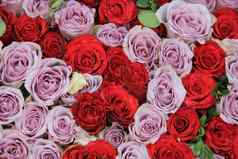 淡紫色红色的玫瑰集团