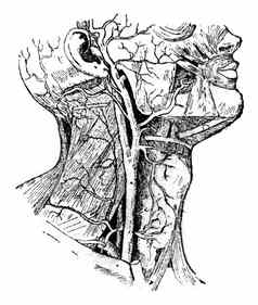 颈动脉古董雕刻