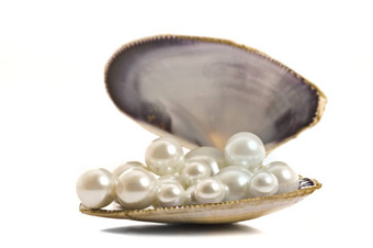 美丽的珍珠壳牌纯白色背景