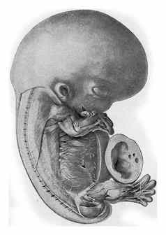 人类胚胎古董雕刻