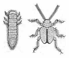 结肠炎苜蓿幼虫成人状态古董雕刻