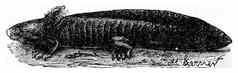 axolotl墨西哥火蜥蜴古董雕刻