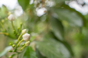 栀子花黑纱茉莉花晚上日落散景光