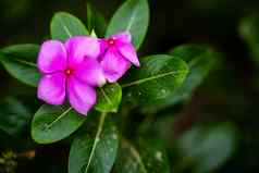 Catharanthusroseus也叫一般马达加斯加小长春花乐观小长春花萨达富里花物种Catharanthus本地的流行