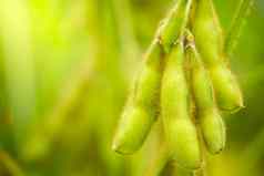 大豆豆荚树绿色自然背景特写镜头