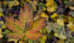 特写镜头枫木叶叶子背景秋天季节自然