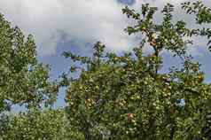 苹果树新鲜的水果花园索菲亚保加利亚欧洲