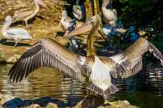 特写镜头达尔马提亚鹈鹕传播翅膀显示羽毛鸟野生动物欧洲