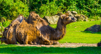 特写镜头肖像骆驼坐着牧场动物脱发受欢迎的动物园哺乳动物