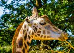 特写镜头罗斯柴尔德的长颈鹿头吃叶子树分支濒临灭绝的动物specie非洲