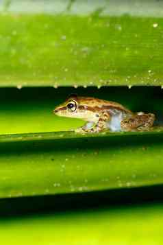 美丽的小青蛙布菲斯马达加斯加野生动物