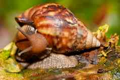 非洲蜗牛马达加斯加非洲野生动物