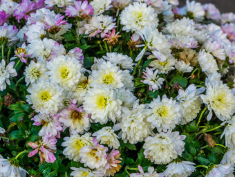 特写镜头菊花花受欢迎的培养花园花自然背景