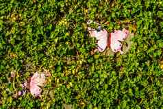 栅栏杂草丛生的绿色艾薇装饰粉红色的蝴蝶花园背景