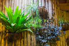 花篮子热带植物木墙首页花园装饰园艺背景