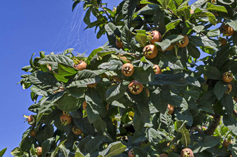 集团新鲜的成熟的枸杞水果嫩枝区simeonovo