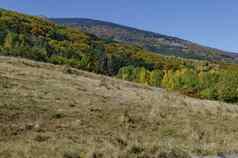 色彩斑斓的秋天景观松柏科的落叶森林快乐vitosha山