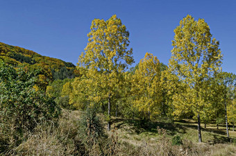 色彩斑斓的秋天景观黄色的秋天的树松柏科的落叶森林快乐vitosha山