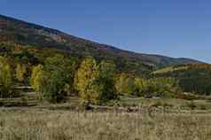 色彩斑斓的秋天景观黄色的秋天的树松柏科的落叶森林快乐vitosha山